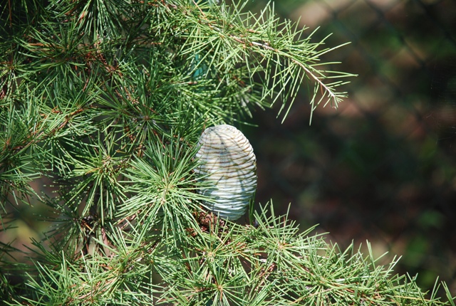 Cedrus atlantica